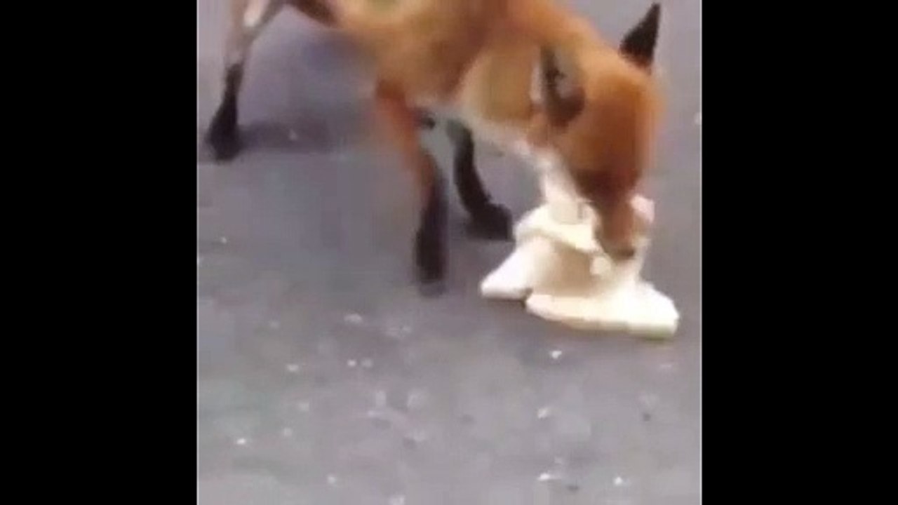 funny amazing animal5