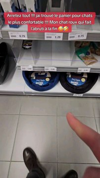 Je teste un panier pour chat rehaussé #essai #teste #magasinaction #action #chats #animauxdecompagnie #panier