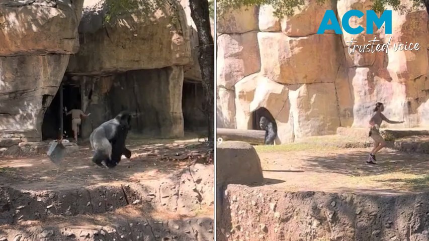 A heart-stopping video has gone viral after two zookeepers were left trapped inside a silverback gorilla's enclosure. Bystanders watched on in shock as one zookeeper attempted to secure a door and the other navigated their way to safety.