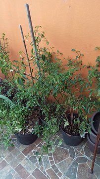 plantas en macetas jardin en el patio naturaleza chile aji guindillas siembra un arbol