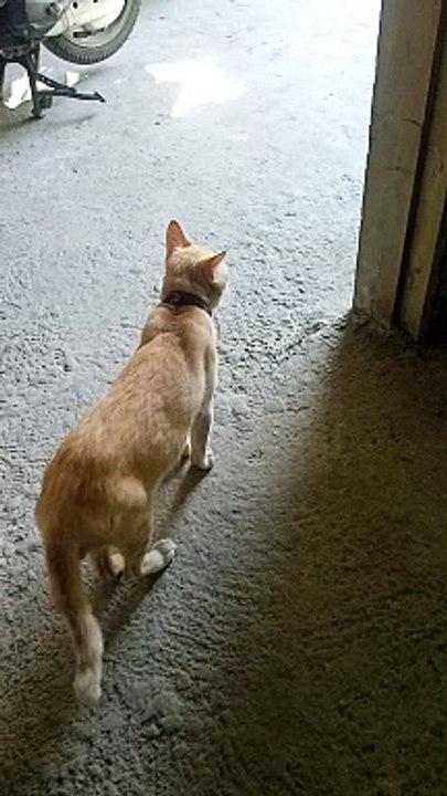the running cat 
