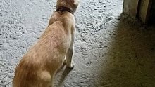 the running cat 
