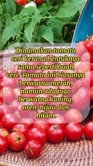 10 Jenis Tomato Ramai Tak Tahu