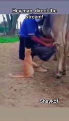 Hey man, direct the stream