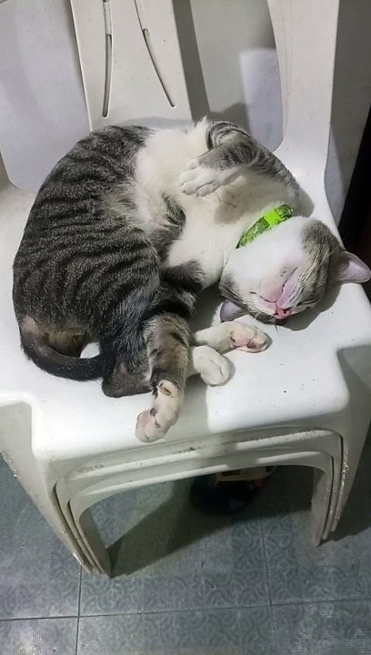 Cat Sleeping
