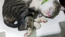 Cat Sleeping