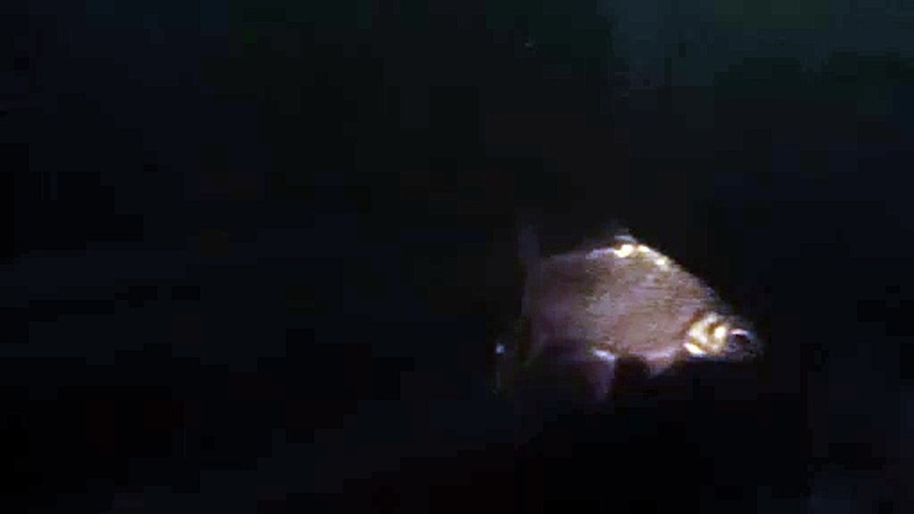 Fish in the Aquarium