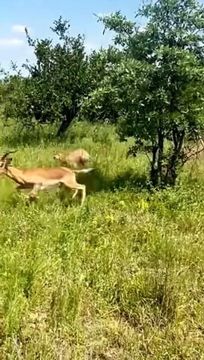 deer kicked leopard like a zebra #animals #viral