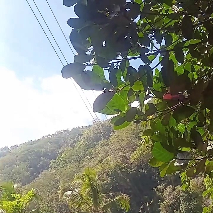 windy