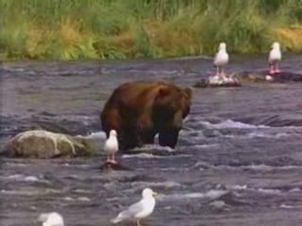 Bear