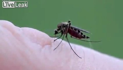 Close-Up View of Mosquito Bite