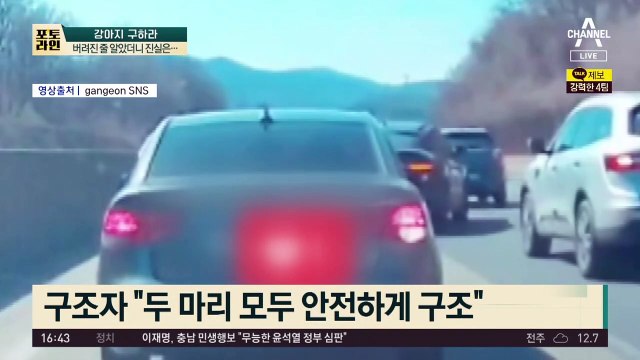 고속도로 2마리 개…버려진 줄 알았더니 진실은