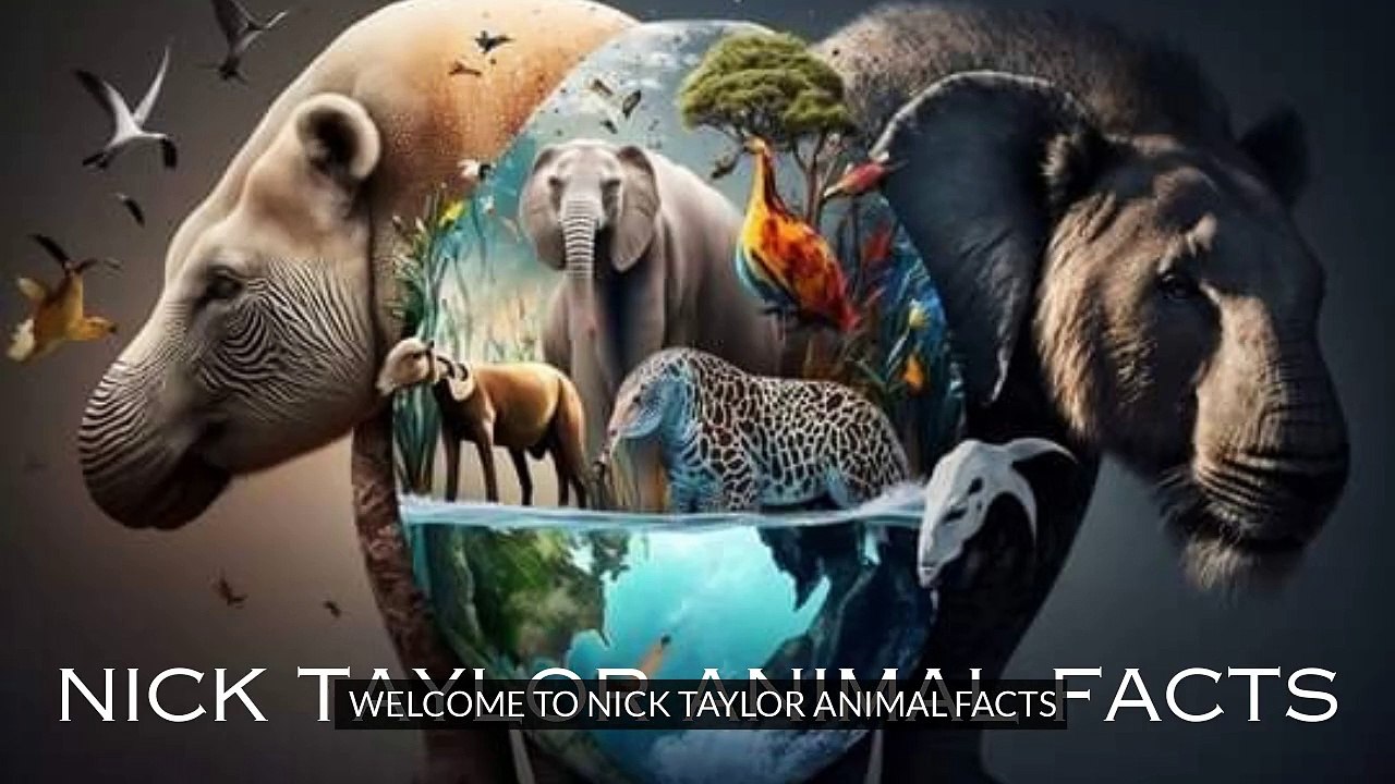 Facts About Rhino