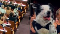 El perro 'Messi' protagonizó la gala de los Oscar