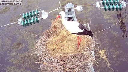 Caméras cigognes 2024 - séquence chapardage sur nid2