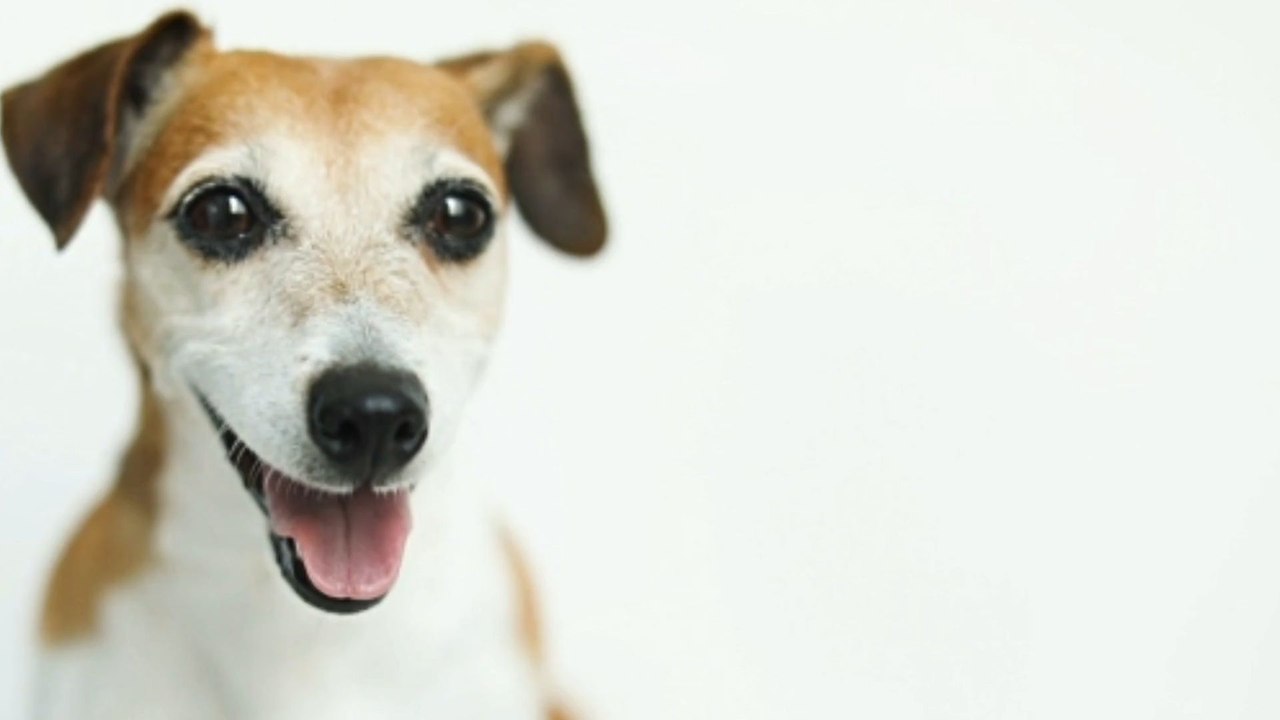 Un étude suggère que les chiens pourraient distinguer plusieurs langues différentes