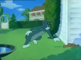 DDa Tom yak  D' Jerry short