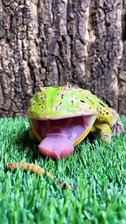 The frog brother performs eating bugs.
