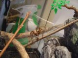 araignee Tipsie et la petite fourmi rouge - araignee arachni
