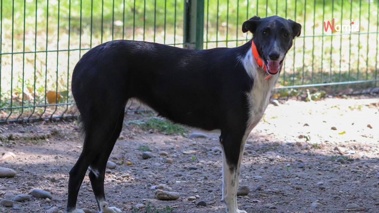 Arrivée chiot au refuge, cette chienne est toujours aussi craintive et a besoin de trouver une famille d'accueil pour l'aider