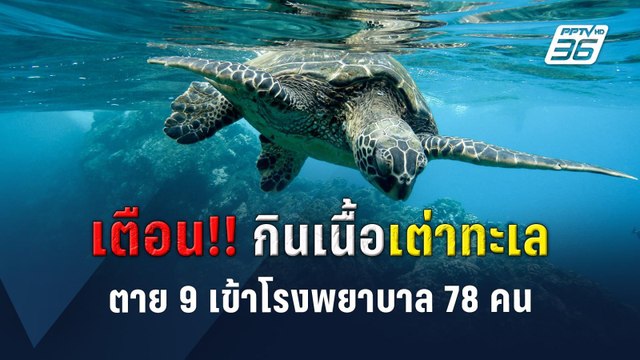 เตือน!! กินเนื้อเต่าทะเล ตาย 9 เข้าโรงพยาบาล 78 คน | PPTVOnline