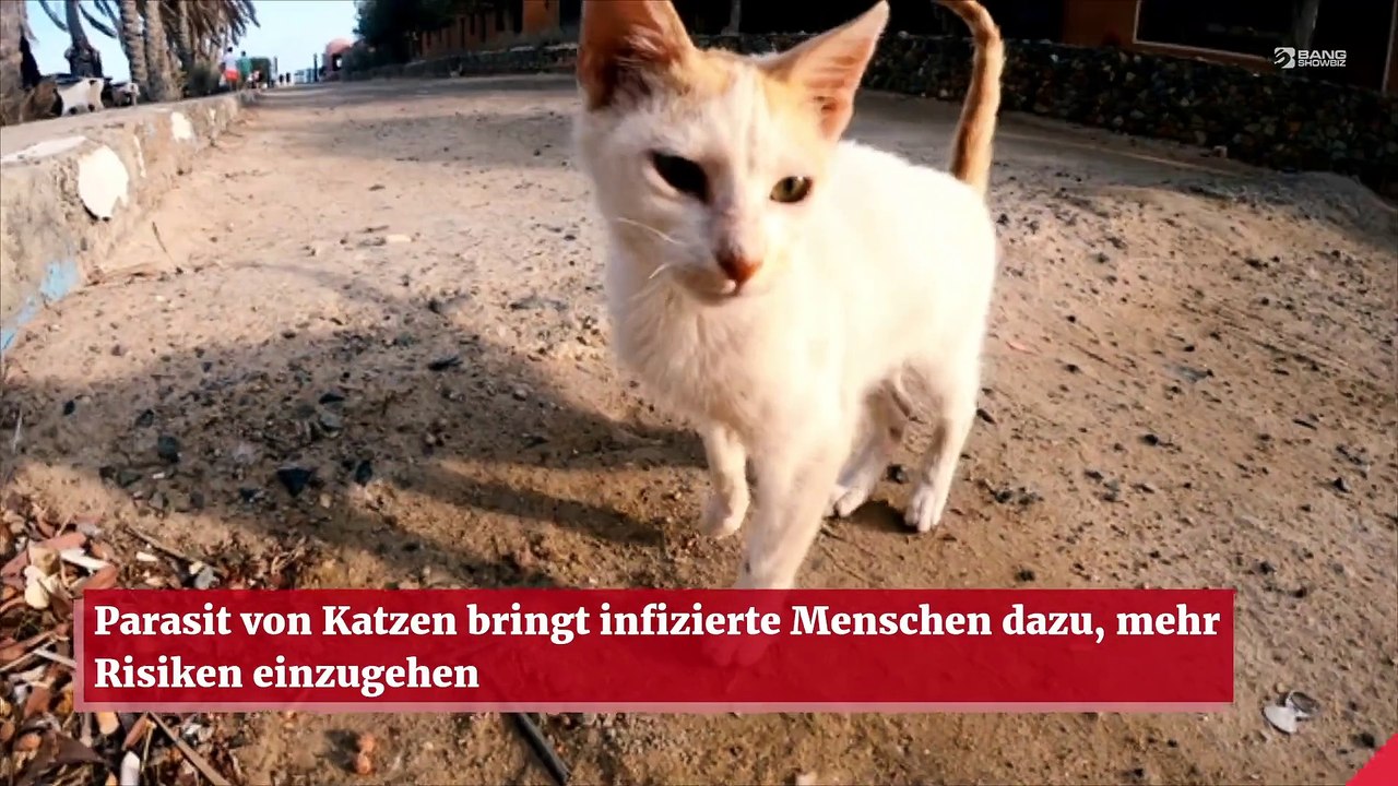 Parasit von Katzen bringt infizierte Menschen dazu, mehr Risiken einzugehen