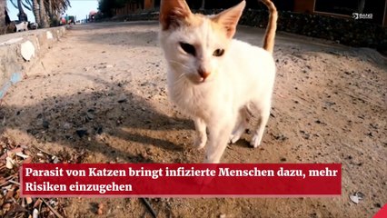 Parasit von Katzen bringt infizierte Menschen dazu, mehr Risiken einzugehen