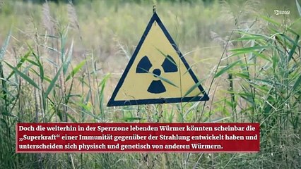 Würmer in Tschernobyl verfügen über die „Superkraft“, immun gegenüber Strahlung zu sein