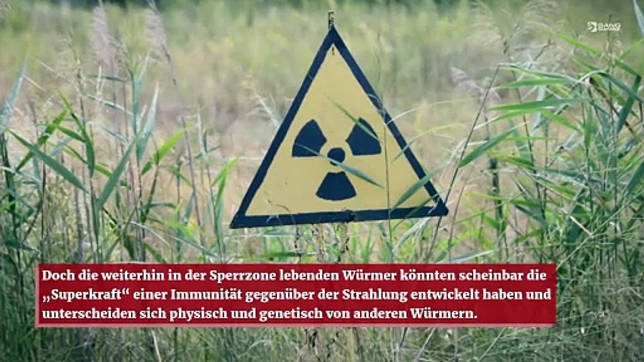 Würmer in Tschernobyl verfügen über die „Superkraft“, immun gegenüber Strahlung zu sein