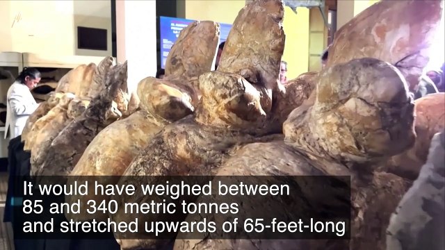 Fossils of the Largest Animal to Have Ever Lived Now Being Refuted by Paleontologists