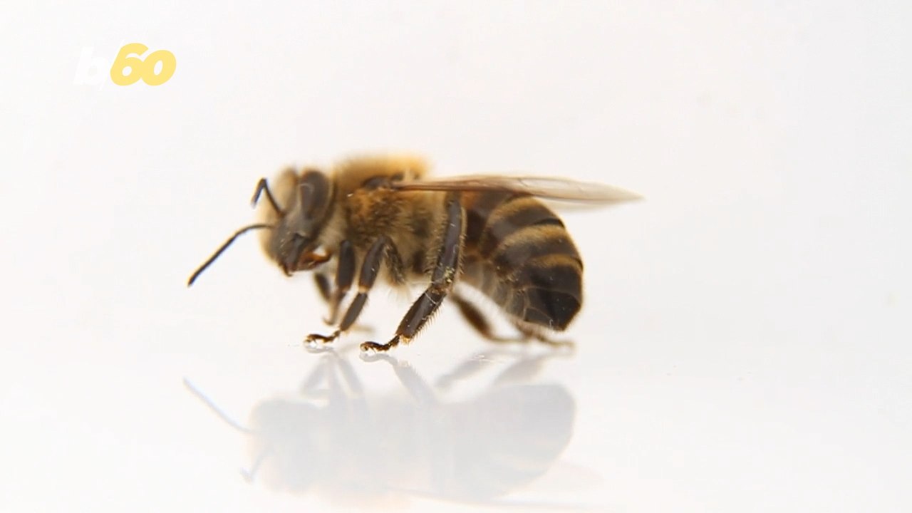 Newfound Collective Intelligence Shows Bees are Smarter than We Thought