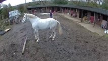Horse Freaks Out and Drags Post Through Yard