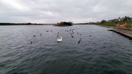 Fleetwood Boating Lake goose dies