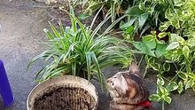 Cats Playing