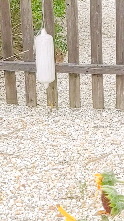 Wild rabbit  spotted