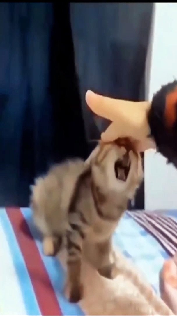 ⁣Funniest animals,Funny and Fails Pets Video