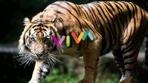 SECEPAT KILAT! Harimau Besar Terkam Anjing di Siak Riau