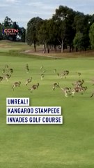 Kangaroos stampede across Melbourne golf course