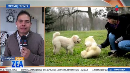 ¿Cómo cuidar y tratar a un perrito? Un médico veterinario lo explica