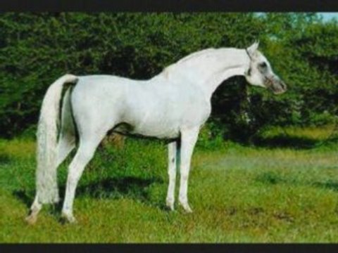 Le Pur Sang Arabe