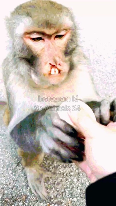 Animal's Viral Video, Monkey Video, Animal's Lovers, Indian Animal's #Trendingvideo#Animalsvideo