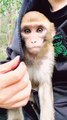 Monkey Funny Video, Animal's Video, Wildlife Animal's Reels,#Animals#Monkeyvideo