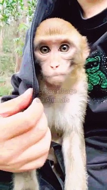 Monkey Funny Video, Animal's Video, Wildlife Animal's Reels,#Animals#Monkeyvideo
