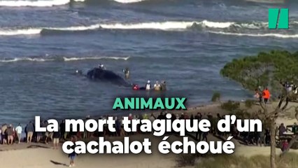 Ce cachalot échoué en Floride est mort pendant son sauvetage