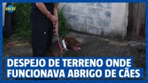 Despejo compulsório de terreno onde funcionava abrigo de animais