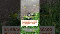 Mulher viraliza ao ter caldo de cana 'roubado' por macaco em Maringá (PR) #shorts