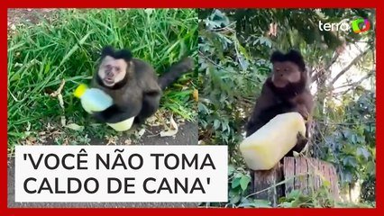Mulher viraliza ao ter caldo de cana 'roubado' por macaco em Maringá (PR)