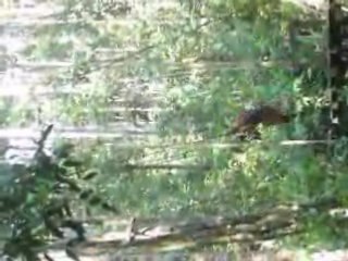 le repas des orang outang