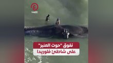 نفوق "حوت العنبر" على شاطىء فلوريدا