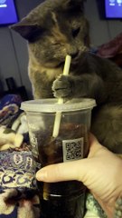 Cat Pulls Straw Out of Soda Cup